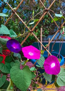 Morning Glory Seeds