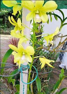 Orchid