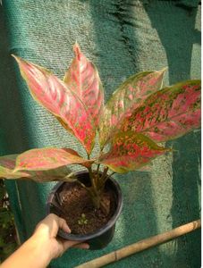Aglaonema Pink Plant
