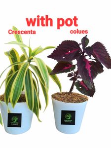 Live Plant In Sale Price With Pot