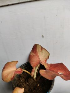 Thai Caladium With Variegation