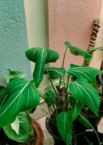 Combo Of Three Caladium With Two Freebie