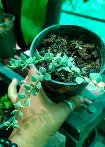 Dischidia Ruscifolia Variegated For Sale
