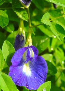 Neelkanth,Aprajita, Plant Seeds, Pack Of 10 Seeds