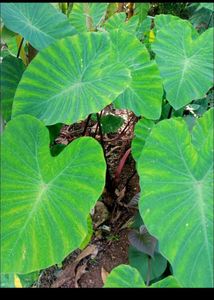 Taro Plants Bulbs (2 Pieces)