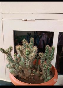 Combo Of 5 Plants