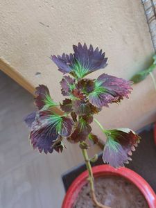 Coleus Plant