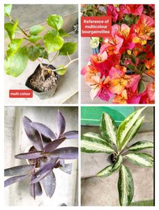 Flowering Bourgainvillea N Plants Combo