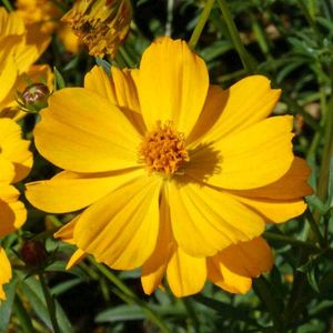 Flower Seeds Mixed
