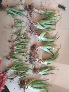 21 Alovera Plants