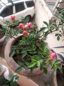 Button Rose Plant With Root