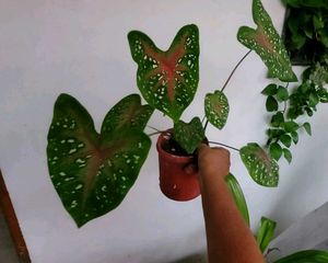 Set 2 Dieffenbachia Seguine &amp; Plants ☘️