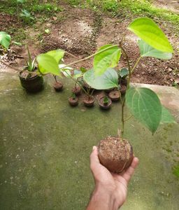 Two pepper Plants (Kaali Mirch)