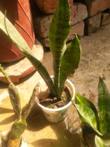 All 5 Variety Permanant Showing Plant