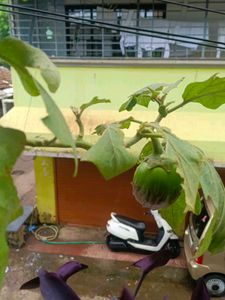 Plant Desi
