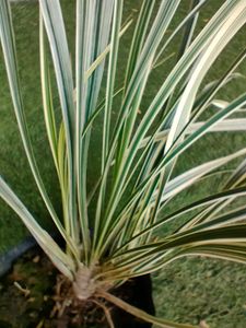 Indoor Plant Variety Pack