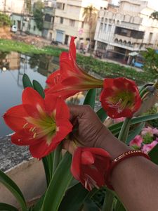 Single Petals Umri Lily Bulbs( Live)