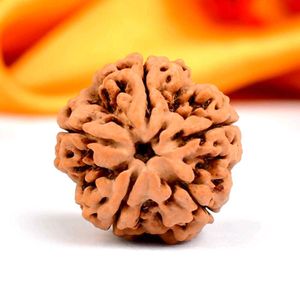 5 Mukhi Rudraksha From Nepal