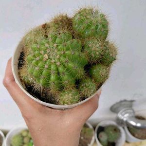 yellow 💛 ball cactus 🌵