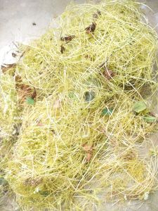 Mohini Amar Bel Lata Plant