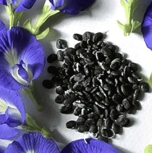 blue butterfly pea (aprajita)plant seeds
