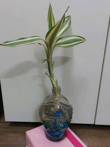 Bamboo With Roots