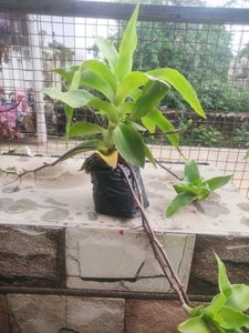 Beautiful Basket Plant