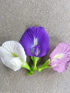 Three Colours Aparajita Seeds