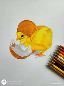 Chick Coloured Pencil Art