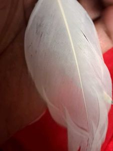 Feather Wing Earrings