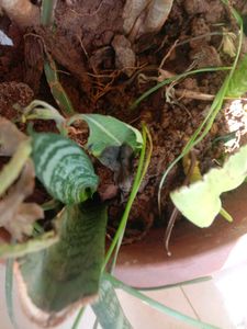 11 Plants In Offer Only Coins