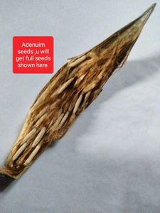 Adenium Seeds and plants combo offer