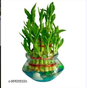 Lucky Bamboo 3 Layer Plant Pack Of 1 Without Bowl
