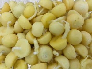 Ghee Diya Wicks For Direct Use 100pc