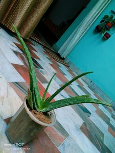 Aloevera Plant