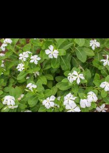 Combo Alive Flower Plant