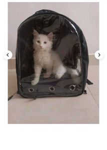 Pet Bag