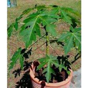 Green Custard Apple Plant, Papaya Tree