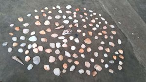 Sea Shells From Andhra Pradesh 130 Shell