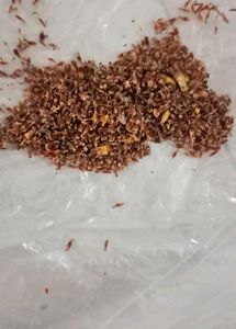 4 Seeds Mehndi ,Kadam,Dhatura ,Tomato