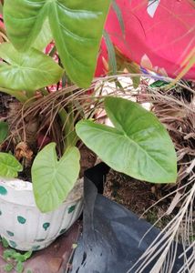 Elephant Ear Plant