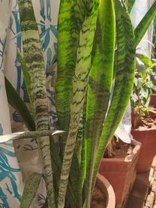 Snake Plant Stem