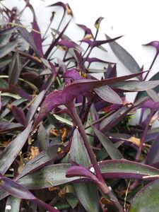 Tradescantia pallida ( Purple Heart Plant)