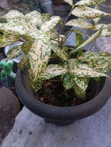 Gold Dust Plant - Gorgeous Foliage!