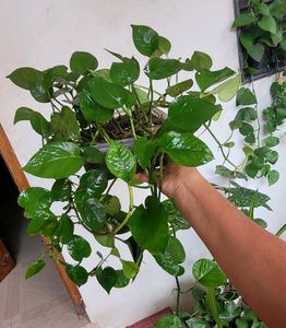 Set2 Plants Evergreen Money&amp; dieffenbachia seguln