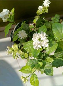Mogra Plant (Jasmine)(White)