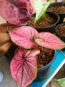 Thai Caladium