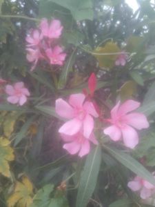 Vivo Y20T Mobile Phone