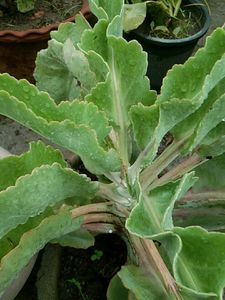 Kalanchoe gastonis bonnieri plant