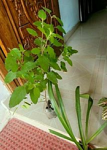 3 set  Colues &amp;Tulasi &amp; Lilly Plants